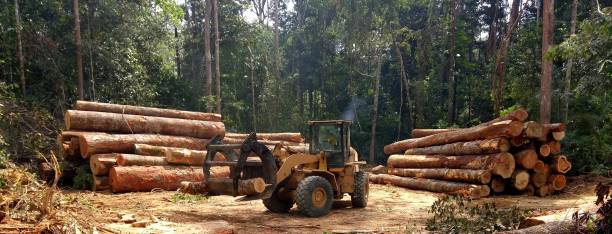 Leaf Removal in Southern Pines, NC