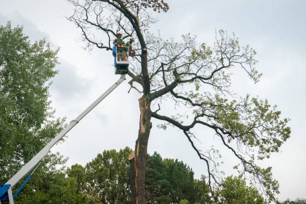 Best Utility Line Clearance  in Southern Pines, NC